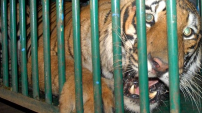 Anunţ de ultimă oră! Ce s-a întâmplat cu cei doi tigri care au evadat dintr-un adăpost din Olanda