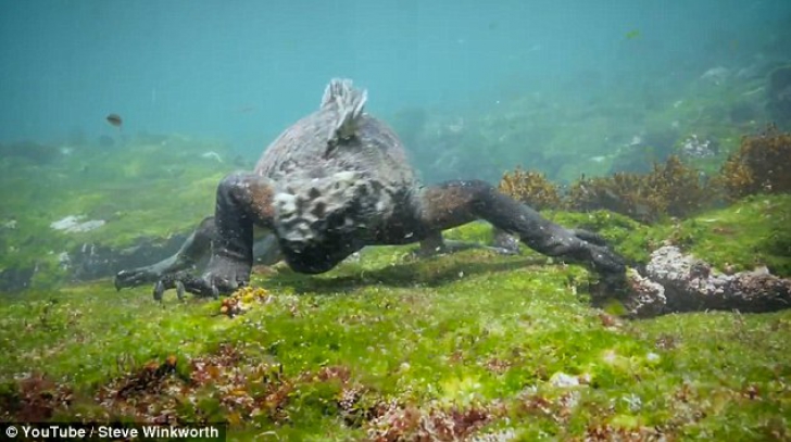 Doi scafandri au coborât în mare. Au dat peste monstrul Godzilla umanoidă. Au tras spaima vieţii