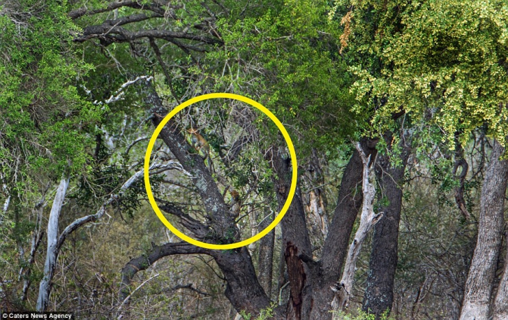 O fotografie uimitoare din savana africană ascunde doi leoparzi. Ai reușit să-i găsești?