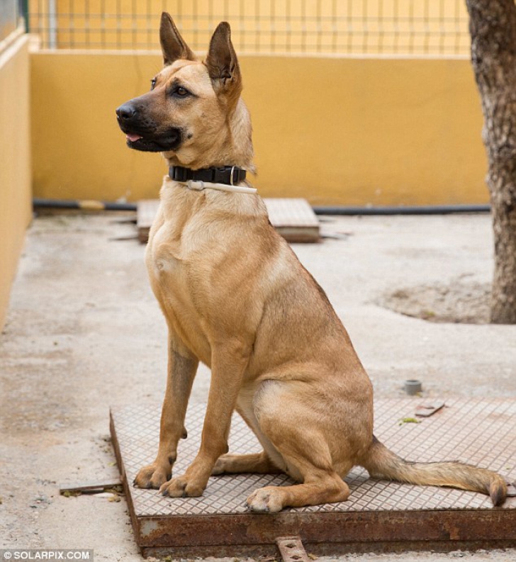 I se spunea SPAGHETTI. Transformarea acestui câine te va face să plângi