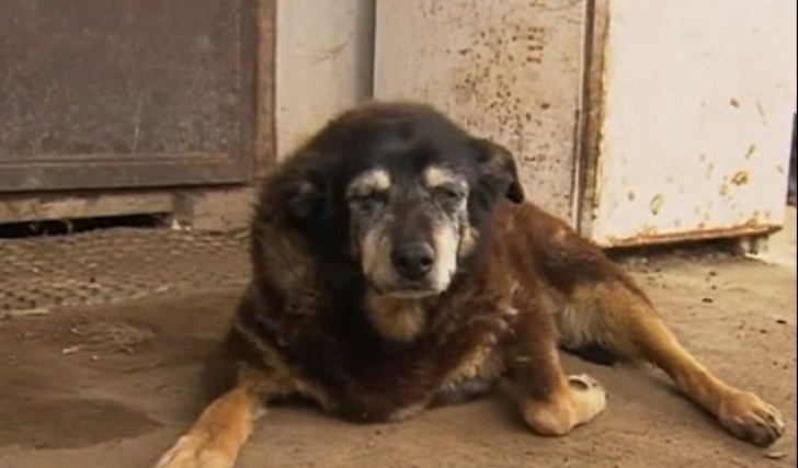 A murit cel mai bătrân câine din lume. Câți ani avea patrupedul. Imagini emoționante