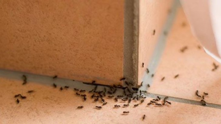 Cum să scapi de definitiv de furnicile din casă, cu soluţii naturale