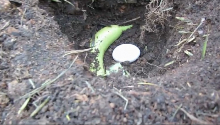 A săpat o groapă, apoi a așezat pe pământ o banană întreagă și un ou. E incredibil ce urmează!