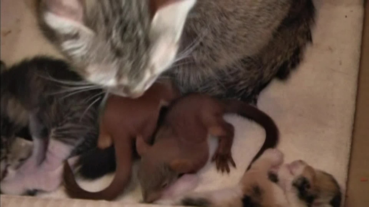 Imagini adorabile: o pisică a adoptat doi pui de veveriţă