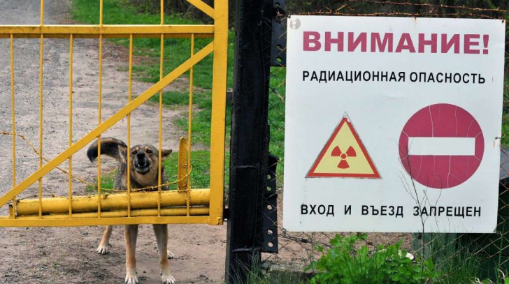 Povestea incredibilă a tinerei care a mâncat mere de la Cernobîl. Ce s-a întâmplat cu ea după aceea?