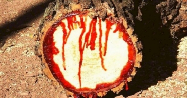 Tăiau un copac cu drujba și a început să curgă sânge. Au rămas fără cuvinte