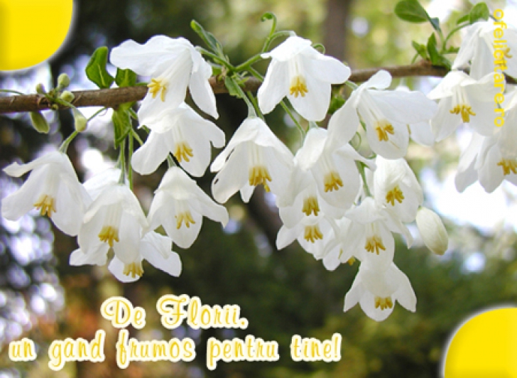 Felicitări Florii Facebook Cele Mai Frumoase Poze Cu Flori Pentru