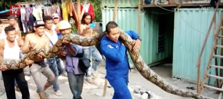 Record: cum arată cel mai mare şarpe capturat vreodată. Unde a fost descoperit