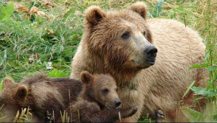 Incident la Băile Tușnad! O ursoaică a intrat într-un centru pentru copii