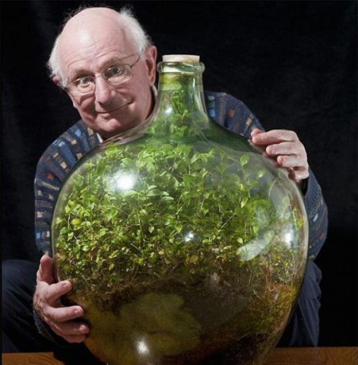 Minunea din sticlă. Cum să creezi un ecosistem într-o damigeană