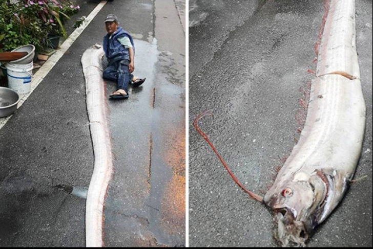 Monstrul „trezit” de cutremur. Captura unui pescar taiwanez a înspăimântat toți sătenii