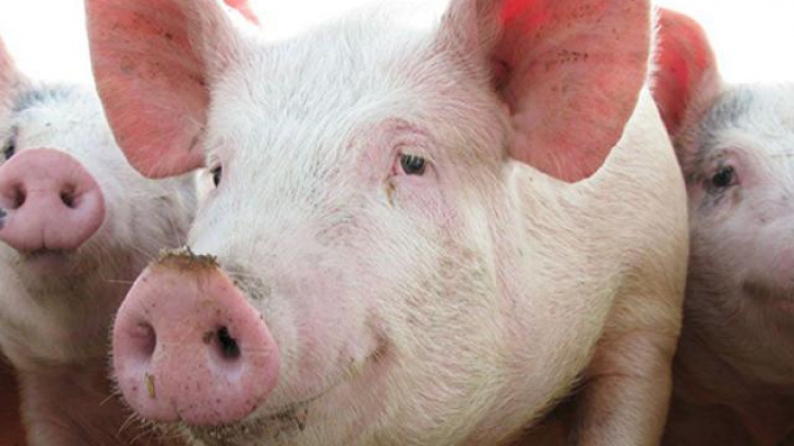Alertă de pestă porcină africană în Suceava. "Virusul ar putea evolua oriunde"