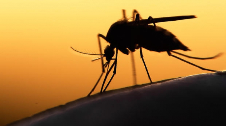 Circa 2,2 miliarde de persoane, expuse riscului de infectare cu virusul Zika