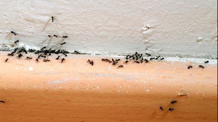 Cum să scapi de furnicile din casă cu suc de fructe