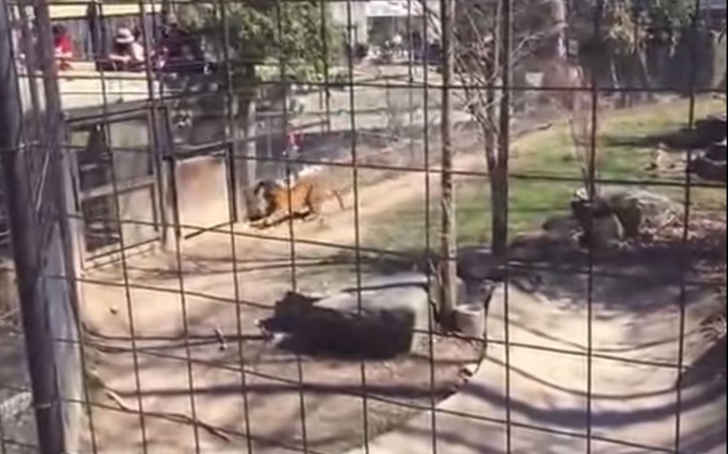 A sărit în cușca tigrului la zoo să-și recupereze pălăria luată de vânt. Ce a urmat e îngrozitor