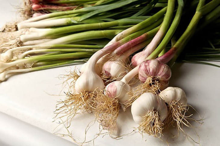 Ce se întâmplă în organismul tău dacă mănânci usturoi verde. Acum că ştii, mai consumi?