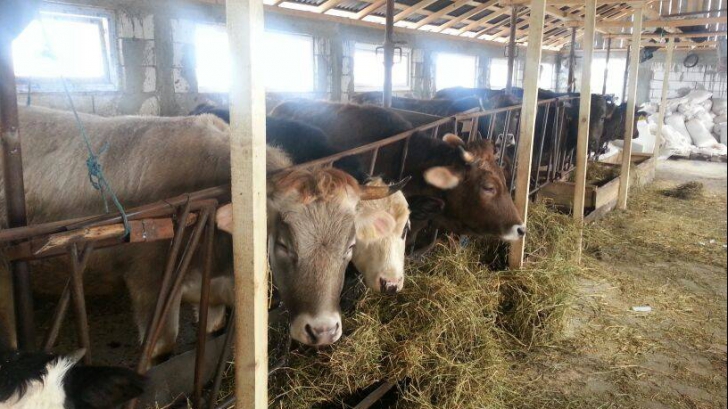 Situația tragică a fermierilor. Crescătorii de vaci: „Pierdem pe litrul de lapte între 0,3 şi 0,85 lei”