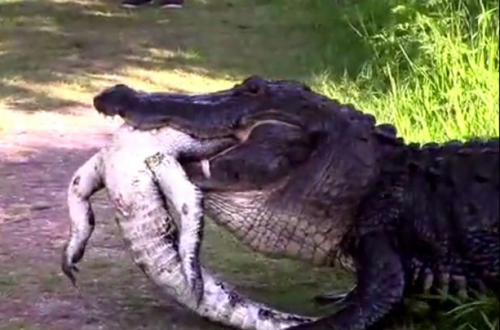 Momentul în care un aligator uriaș devine canibal. Ce a urmat după aceea te șochează