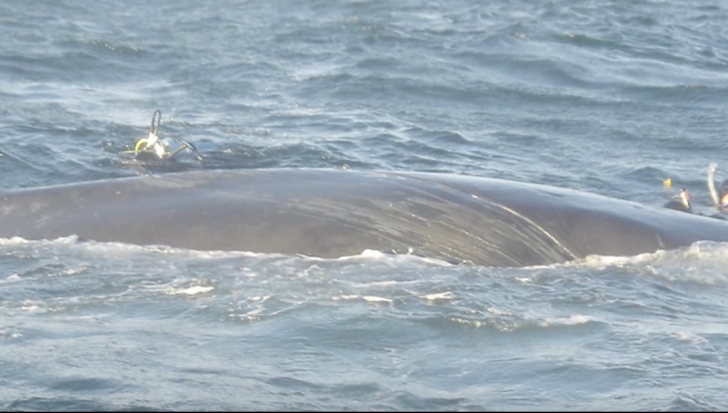 A văzut o balenă uriașă care se zbătea și a decis s-o ajute. Ce a urmat e halucinant