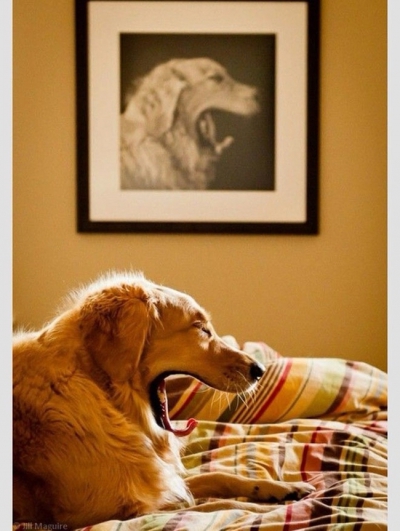 Spectacolul vieţii. Cele mai frumoase poze, făcute la timpul potrivit. Instantanee superbe