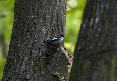 Ficedula semitorquata