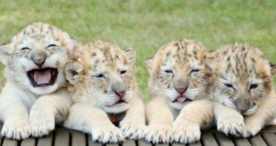 ULUITOR! La ZOO au împerecheat o femelă-tigru cu un leu.Cum arată corciturile. Oamenii s-au îmbulzit