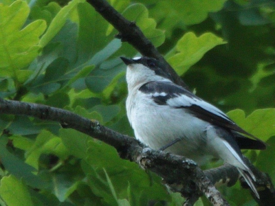 Ficedula semitorquata