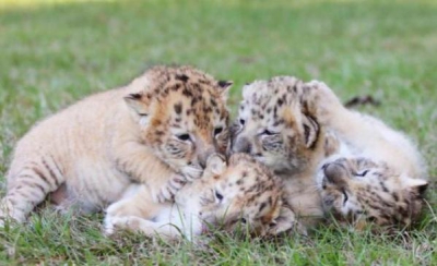 ULUITOR! La ZOO au împerecheat o femelă-tigru cu un leu.Cum arată corciturile. Oamenii s-au îmbulzit