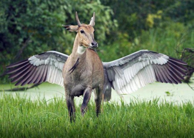 Spectacolul vieţii. Cele mai frumoase poze, făcute la timpul potrivit. Instantanee superbe