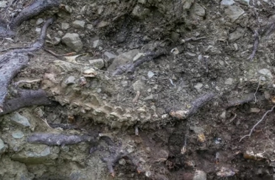 Un v&acirc;nt puternic le-a smuls copacul din rădăcină! C&acirc;nd au văzut ce era &icirc;ngropat acolo, au &icirc;ngheţat!