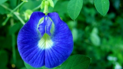 Fasolea fluturilor, planta benefică &icirc;n tratamentul bolilor specifice femeilor