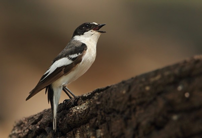 Ficedula semitorquata