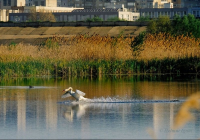 Parcul Natural Văcărești, cel mai mare parc natural urban din Europa, a primit aviz de înfiinţare 