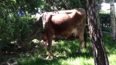 Hohote de râs! O vacă paşte în centrul oraşului, iar poliţiştii nu reuşesc să o prindă