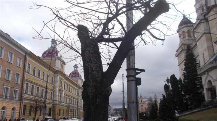 Mister elucidat în cazul copacilor tăiaţi dintr-un cartier din Cluj Napoca