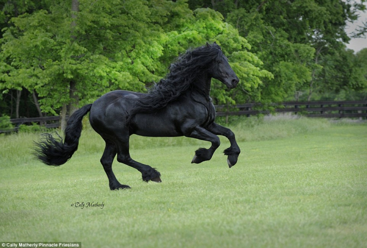 E cel mai faimos cal din lume şi o vedetă pe internet