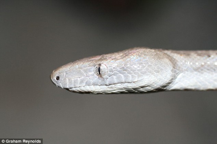 Cum arată șarpele argintiu, care strălucește la soare. E cea mai nouă specie 