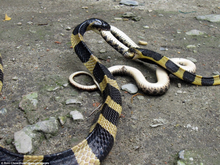 Luptă incredibilă între șerpi veninoși. Ce se întâmplă. Nu oricine poate privi imaginile