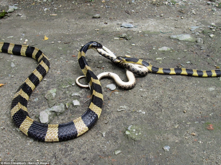 Luptă incredibilă între șerpi veninoși. Ce se întâmplă. Nu oricine poate privi imaginile