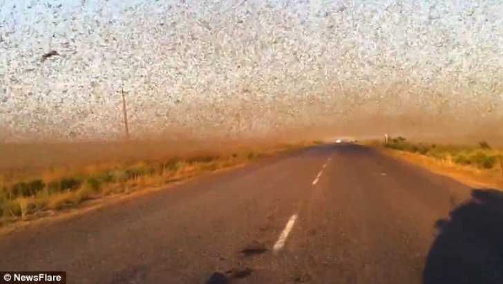 Invazie "apocaliptică" de lăcuste în sudul Rusiei. Autoritățile au decretat stare de urgență 