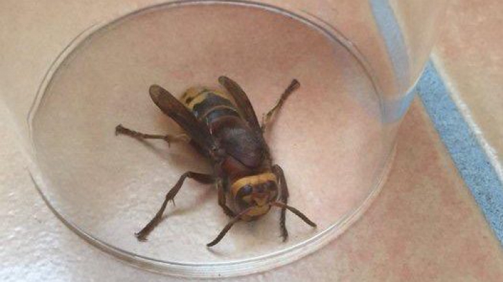 Alertă în Marea Britanie, din cauza viespilor care devorează albine şi pot ucide oameni