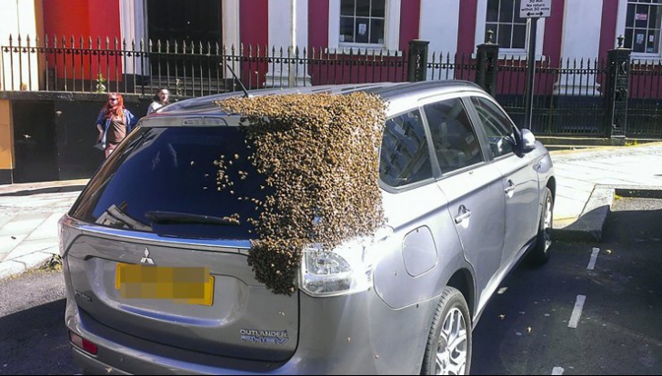 Această mașină a fost urmărită de 20.000 de albine timp de două zile.Motivul te va lăsa fără cuvinte
