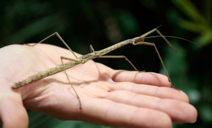 Cum arată cea mai lungă insectă din lume! A fost descoperită în China