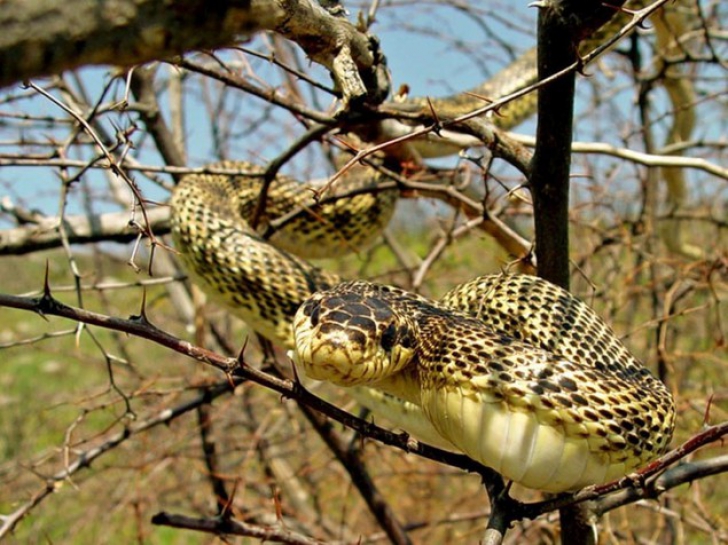 Balaurul dobrogean: cel mai mare şarpe din România