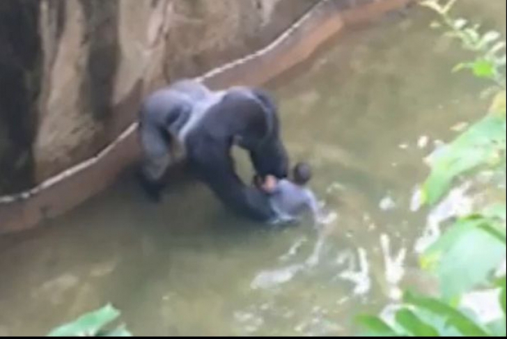 Un copil de patru ani a căzut în cușca gorilei. Ce a făcut animalul. Imaginile sunt cutremurătoare