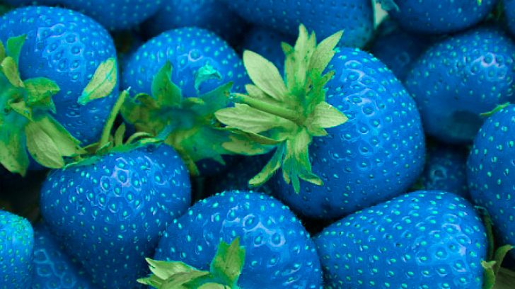 Căpșunile albastre: mit sau realitate? Ai mânca asa ceva?