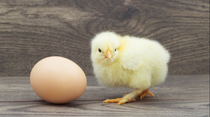 Cercetătorii au găsit răspunsul ştiinţific la marea întrebare: Ce a fost mai întâi, oul sau găina?