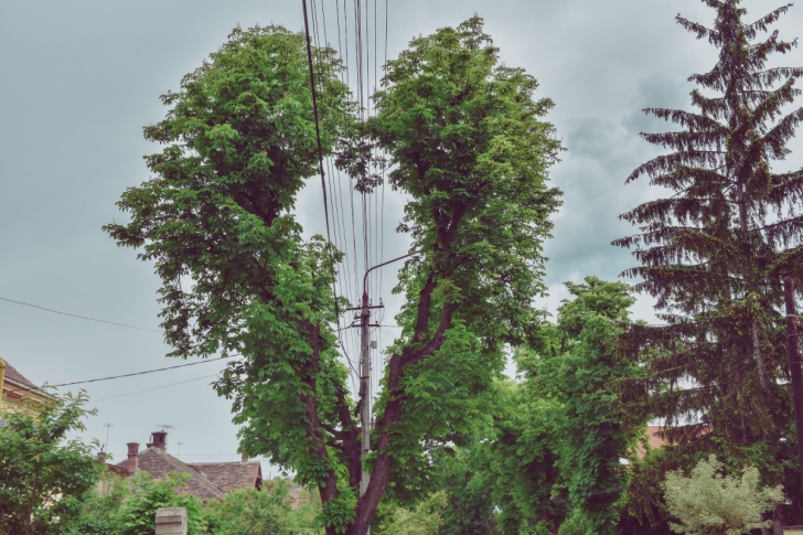 Copacul din Sibiu care a devenit viral pe internet. Totul s-a întâmplat din greşeală!