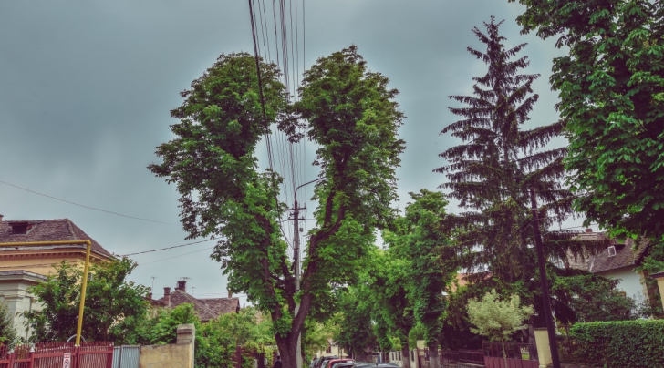 Copacul din Sibiu care a devenit viral pe internet. Totul s-a întâmplat din greşeală!