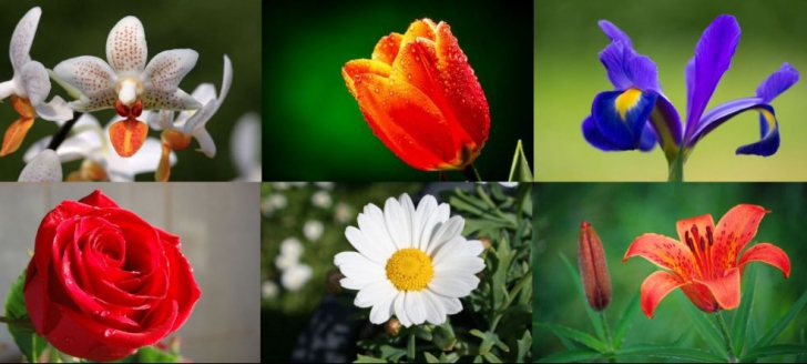 TEST! Alege floarea preferată şi vezi ce se spune despre tine 